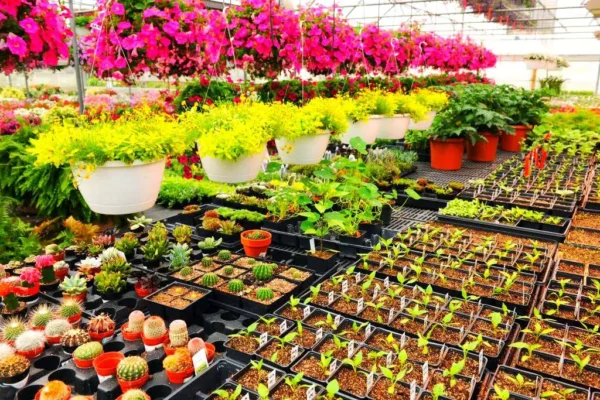 the benefits of plant nurseries webfreen.com